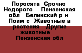 Поросята. Срочно! Недорого! - Пензенская обл., Белинский р-н, Поим с. Животные и растения » Другие животные   . Пензенская обл.